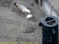99 - Napoli ( Quando il pesce scarseggia)